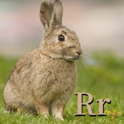 R is for Rabbit.png