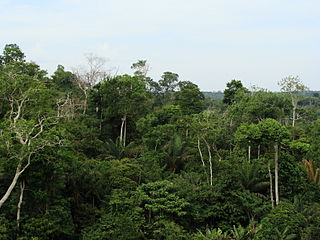 <span class="mw-page-title-main">Tropical Wet Forests (US and Mexico)</span>