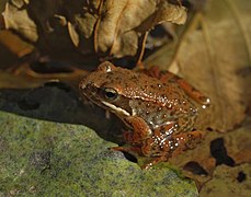 Une jeune grenouille ibérique, en Espagne