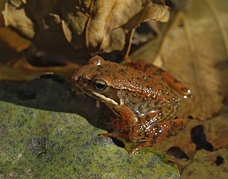 Iberian frog Species of frog