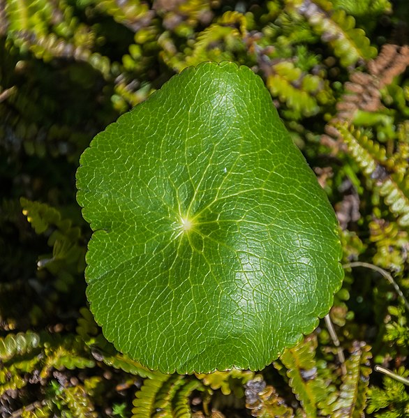 File:Ranunculus lyallii in Fiordland National Park 07.jpg