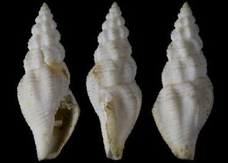 <i>Raphitoma deshayesi</i> Extinct species of gastropod