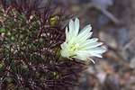 Thumbnail for Rebutia mentosa