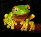 25 - Red-eyed Tree Frog (Litoria chloris)