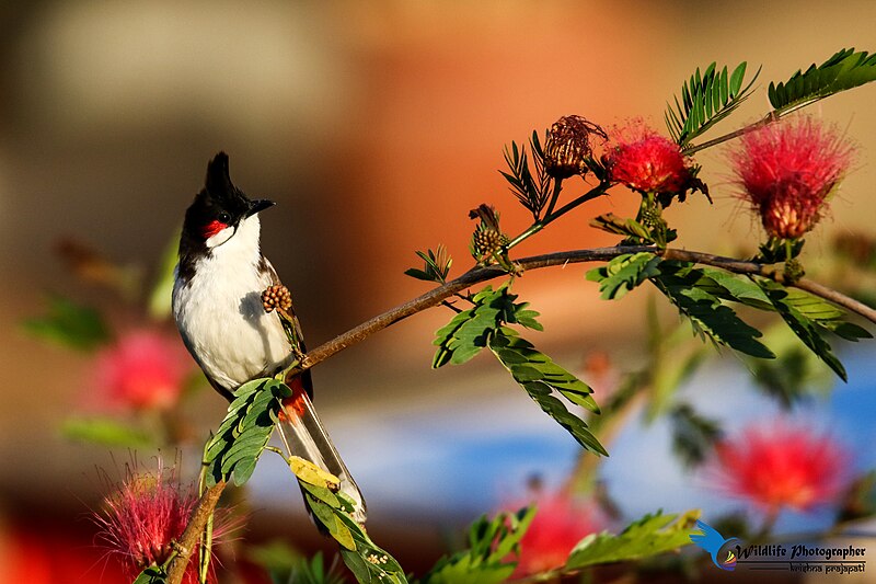 File:Red-whiskered bulbul (105).jpg