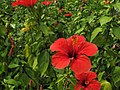 Red Hibiscus - panoramio.jpg