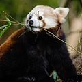 Red Panda (16584037603).jpg