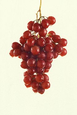 Red grapes (1).jpg