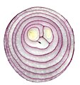 Red onion cross section 03.jpg