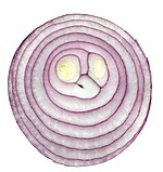 Red onion cross section 03.jpg