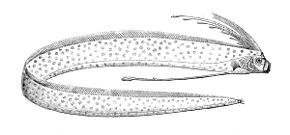 Beskrivelse av bildet Regalecus glesne.jpg.