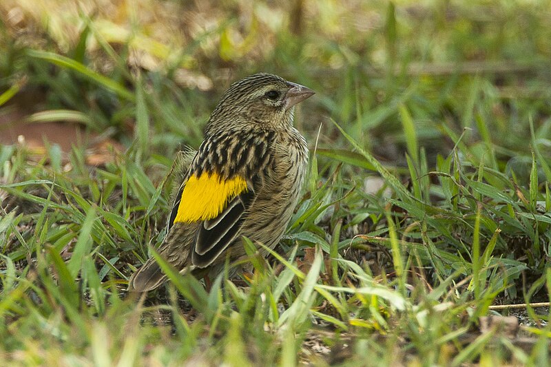 File:Reichenow's Seedeater - Kenya IMG 3223 (22418794463).jpg