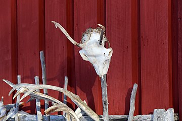 Reindeer farm, Antlers