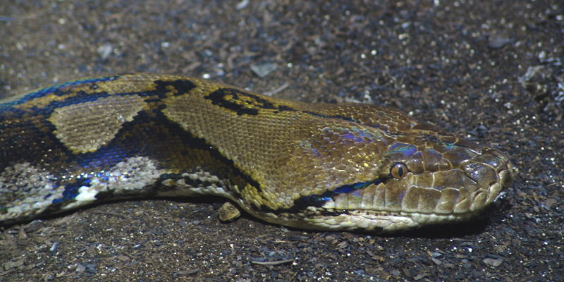 Reticulated python - Wikipedia