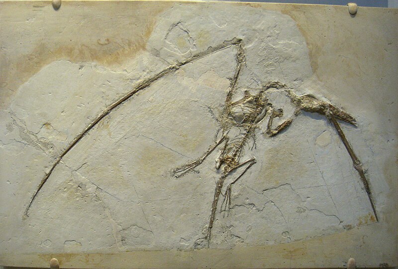 File:Rhamphorhynchus muensteri - IMG 0675.jpg