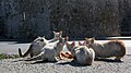 Gruppo di gatti che condividono dei resti