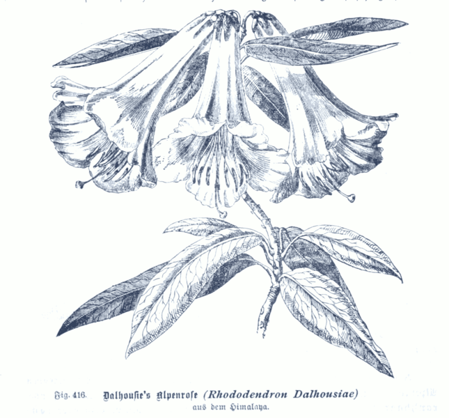 File:Rhododendron dalhousiae GS416.png