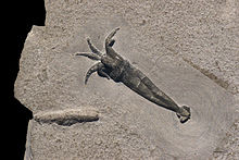 Rhomboteuthis lehmani