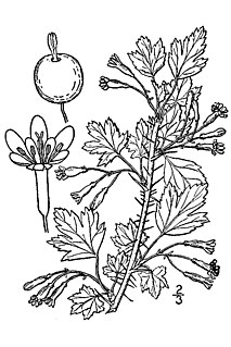 <i>Ribes oxyacanthoides</i> species of plant