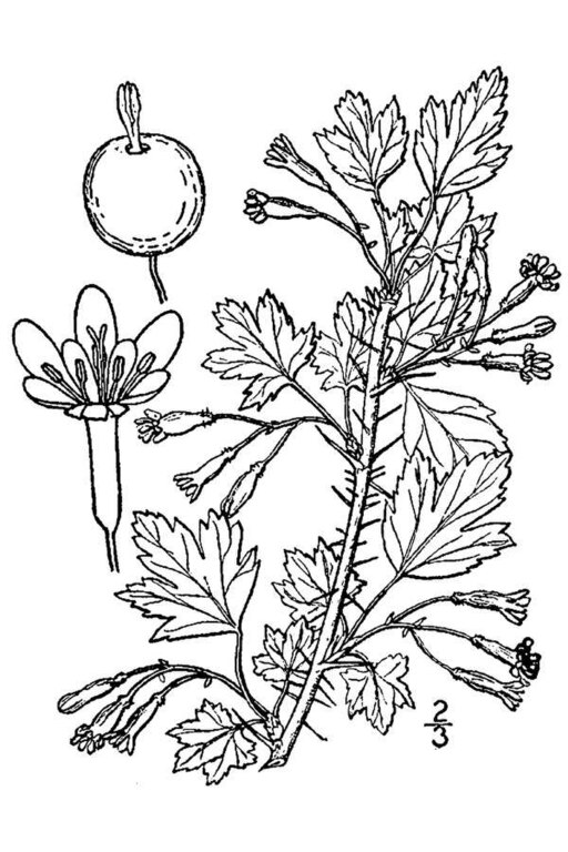 Ribes oxyacanthoides setosum