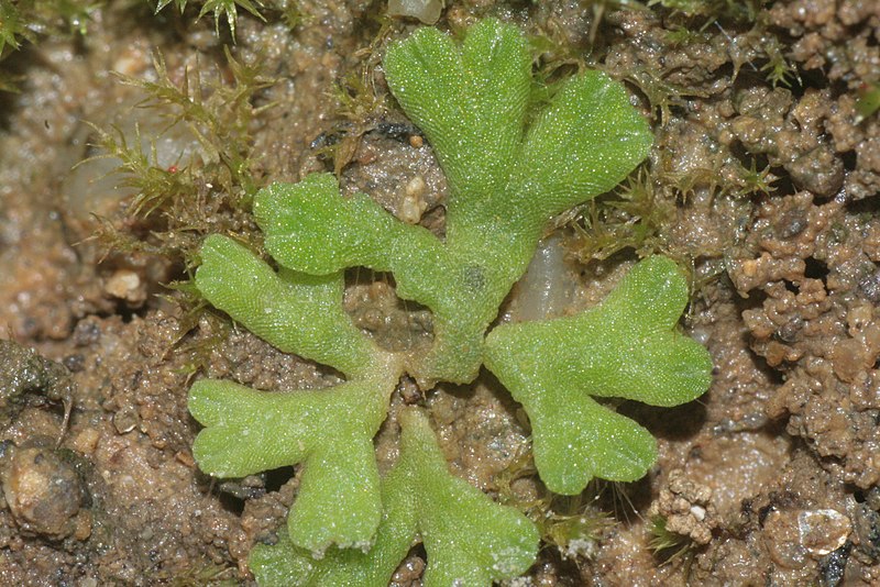 File:Riccia glauca (b, 144555-481035) 9051.JPG