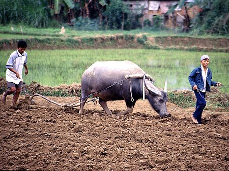 Tập_tin:Rice_Cultivation_Vietnam.1024x768.jpg