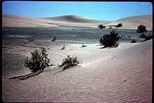 Sand dunes within the Rice Valley Wilderness Rice Valley Wilderness Dunes.jpg