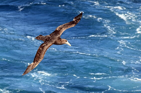 Southern Giant Petrel between the Falkland Islands and South Georgia (island)