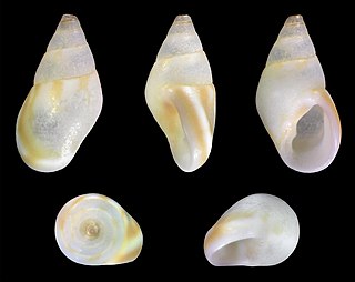 <i>Rissoa monodonta</i> Species of gastropod