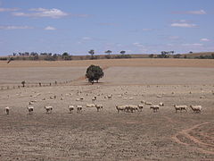 Image 26Dry paddocks in the Riverina region during the 2007 drought (from History of New South Wales)