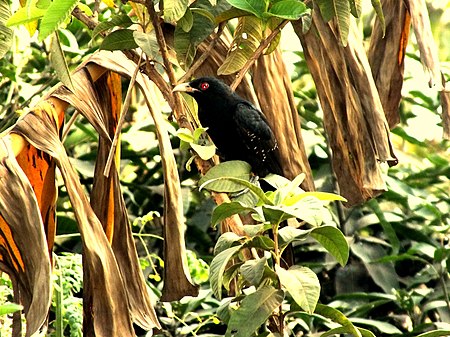 Romanticized bird in literature - Asian Koel.jpg