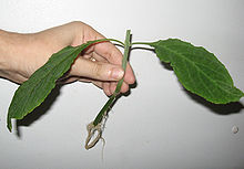 8-inch cutting of Salvia divinorum showing new root growth