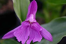 Roscoea forrestii 20070614.jpg