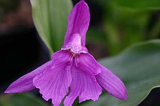 <i>Roscoea forrestii</i> Species of flowering plant