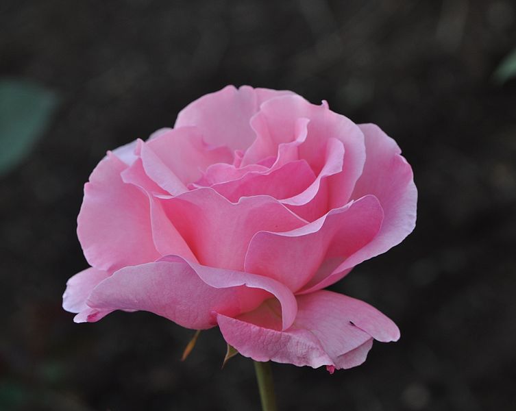 File:Rose at Mont-Royal.JPG