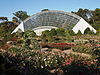 Розова градина в ботаническата градина в Аделаида.JPG