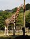 Rothschilds giraffe at paignton arp.jpg