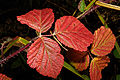 Hojas de zarzamora (Rubus ulmifolius)