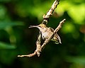 Thumbnail for File:Ruby-throated hummingbird (86378).jpg