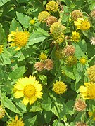 Rudbeckia occidentalis