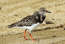 Ruddy turnstone, Tobago Ruddy turnstone (Arenaria interpres morinella).jpg