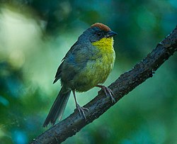 Rufous-capped Brush-Finch - Sinaloa - Mexico S4E1209 (23283476602).jpg