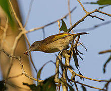 Rufous-banded honeyeater with insect - Fogg Dam - Northern Territory - Australia Rufous Banded Honeyeater with Insect - Fogg Dam - Northern Territory - Australia.jpg