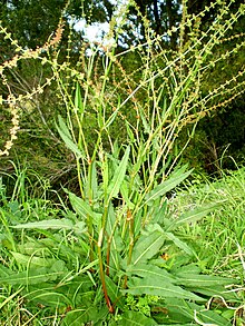 Rumex brownii1.JPG