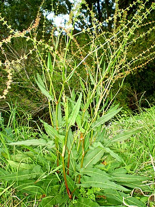 <i>Rumex brownii</i> Species of herb