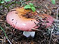 Russula vesca