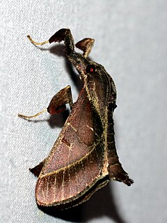 <i>Sacada approximans</i> Species of moth