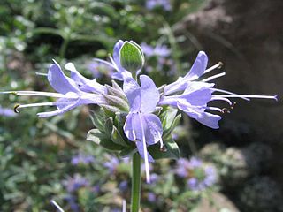 <i>Salvia clevelandii</i> Species of flowering plant