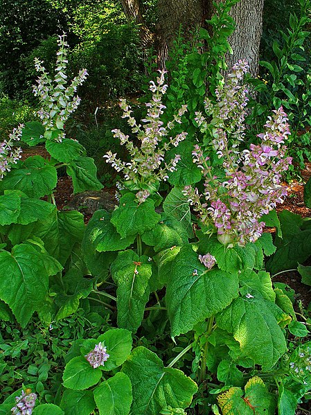 File:Salvia sclarea 001.JPG