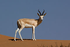 Sand gazelle (gazella subgutturosa marica).jpg